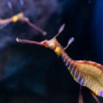 Update Your Wallpaper / Background with Georgia Aquarium 3