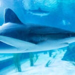 Update Your Wallpaper / Background with Georgia Aquarium 4