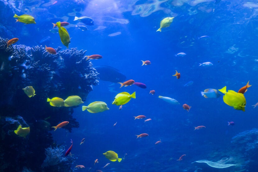 Update Your Wallpaper / Background with Georgia Aquarium 5