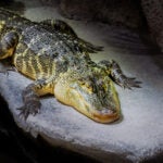Update Your Wallpaper / Background with Georgia Aquarium 6