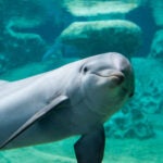 Update Your Wallpaper / Background with Georgia Aquarium 7