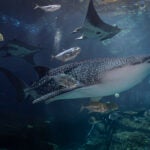 Update Your Wallpaper / Background with Georgia Aquarium 8