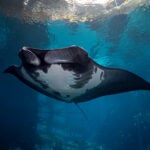 Update Your Wallpaper / Background with Georgia Aquarium 9