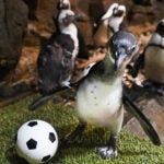 What to Know About Visiting During the World's Biggest Sporting Event 12