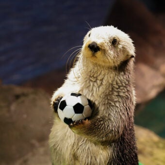 What to Know About Visiting During the World's Biggest Sporting Event 10