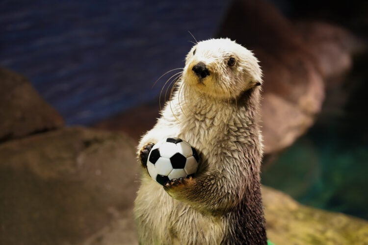 What to Know About Visiting During the World's Biggest Sporting Event 10