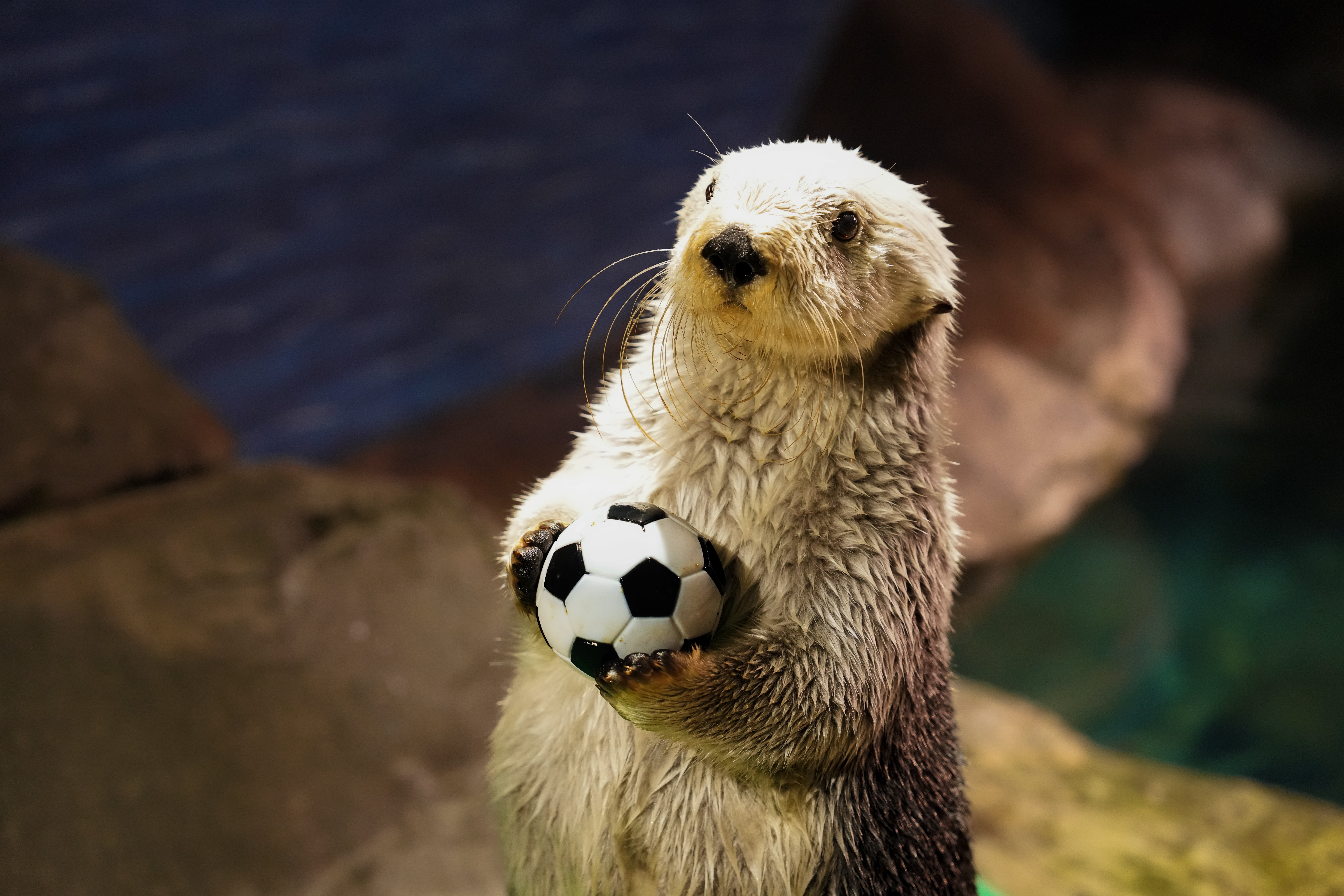 What to Know About Visiting During the World's Biggest Sporting Event 10