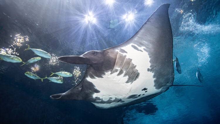 Manta ray with fish swimming ahead