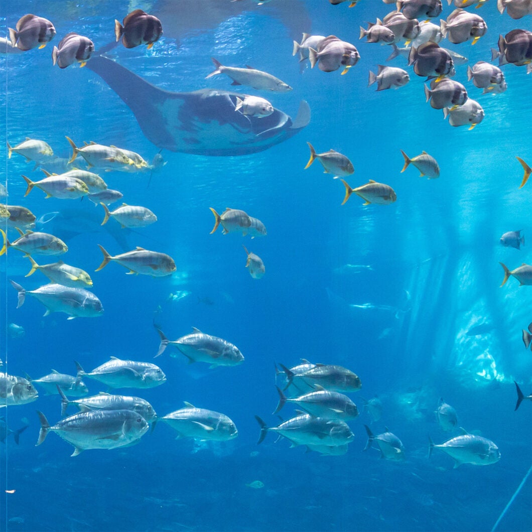 World Ocean Day