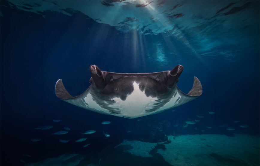 Close-up of manta ray swimming