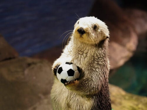 Sea otter holding a soccer ball