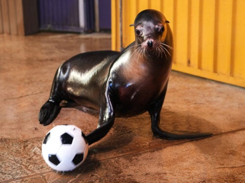 Sea lion playing with soccer ball