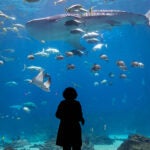 Women looking at whale shark swimming at Georgia Aquarium