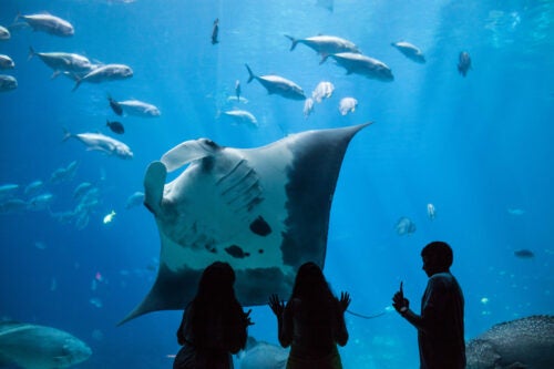 Group of people looking at a manta ray swimming by
