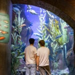 Splash into Summer with Savings and Wonders at Georgia Aquarium
