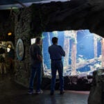 Splash into Summer with Savings and Wonders at Georgia Aquarium 1