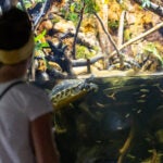 Splash into Summer with Savings and Wonders at Georgia Aquarium 5