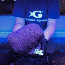Tiny Corals, Big Hope: Georgia Aquarium Celebrates Coral Spawning Milestone