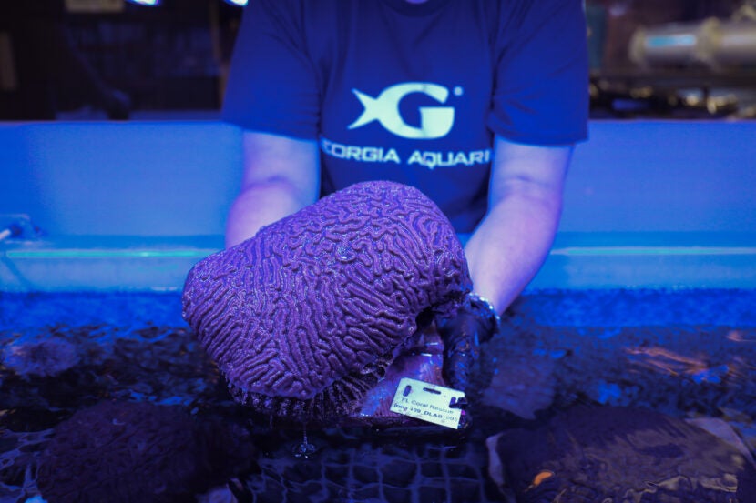 Tiny Corals, Big Hope: Georgia Aquarium Celebrates Coral Spawning Milestone