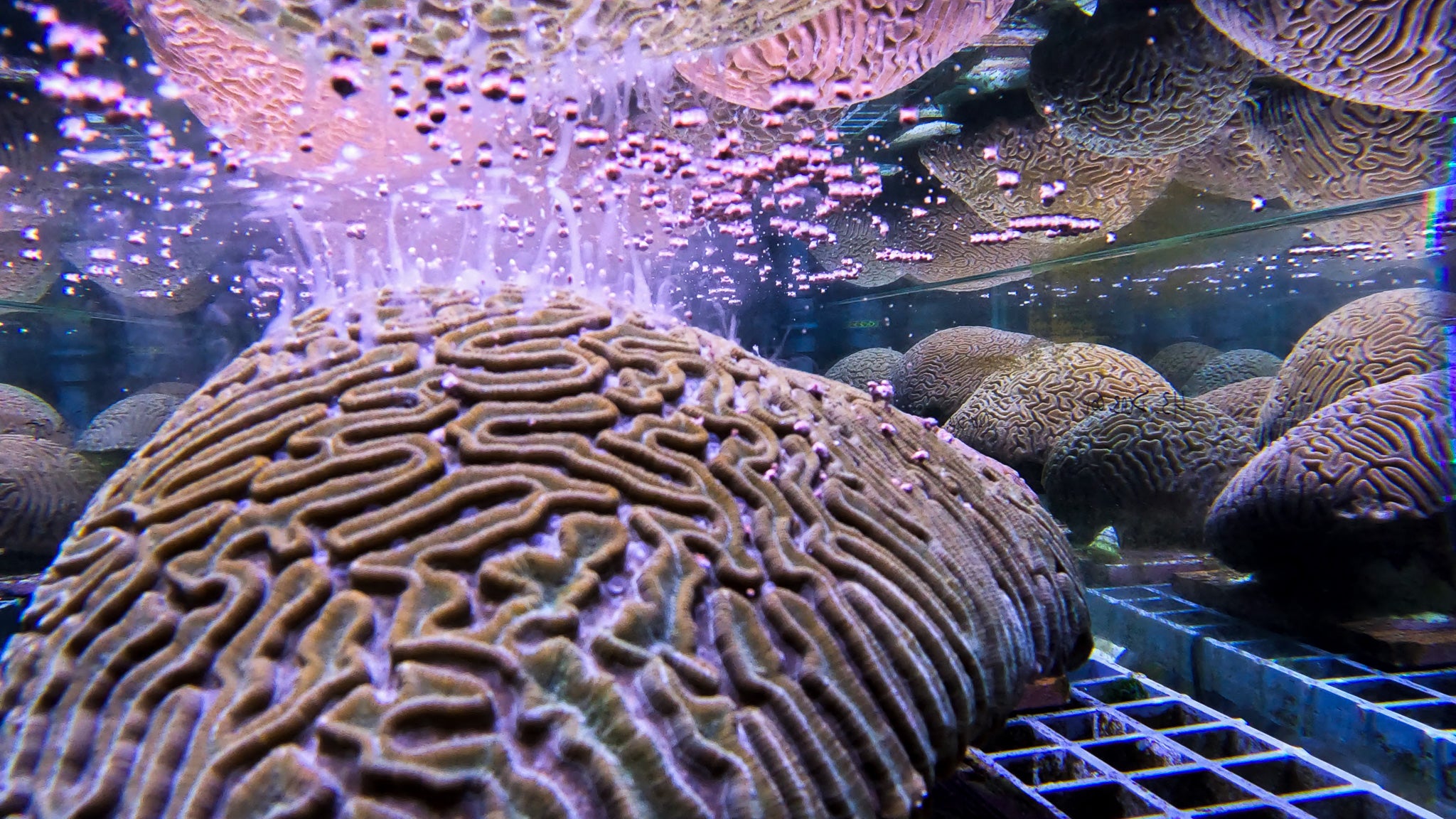 Tiny Corals, Big Hope: Georgia Aquarium Celebrates Coral Spawning Milestone 2