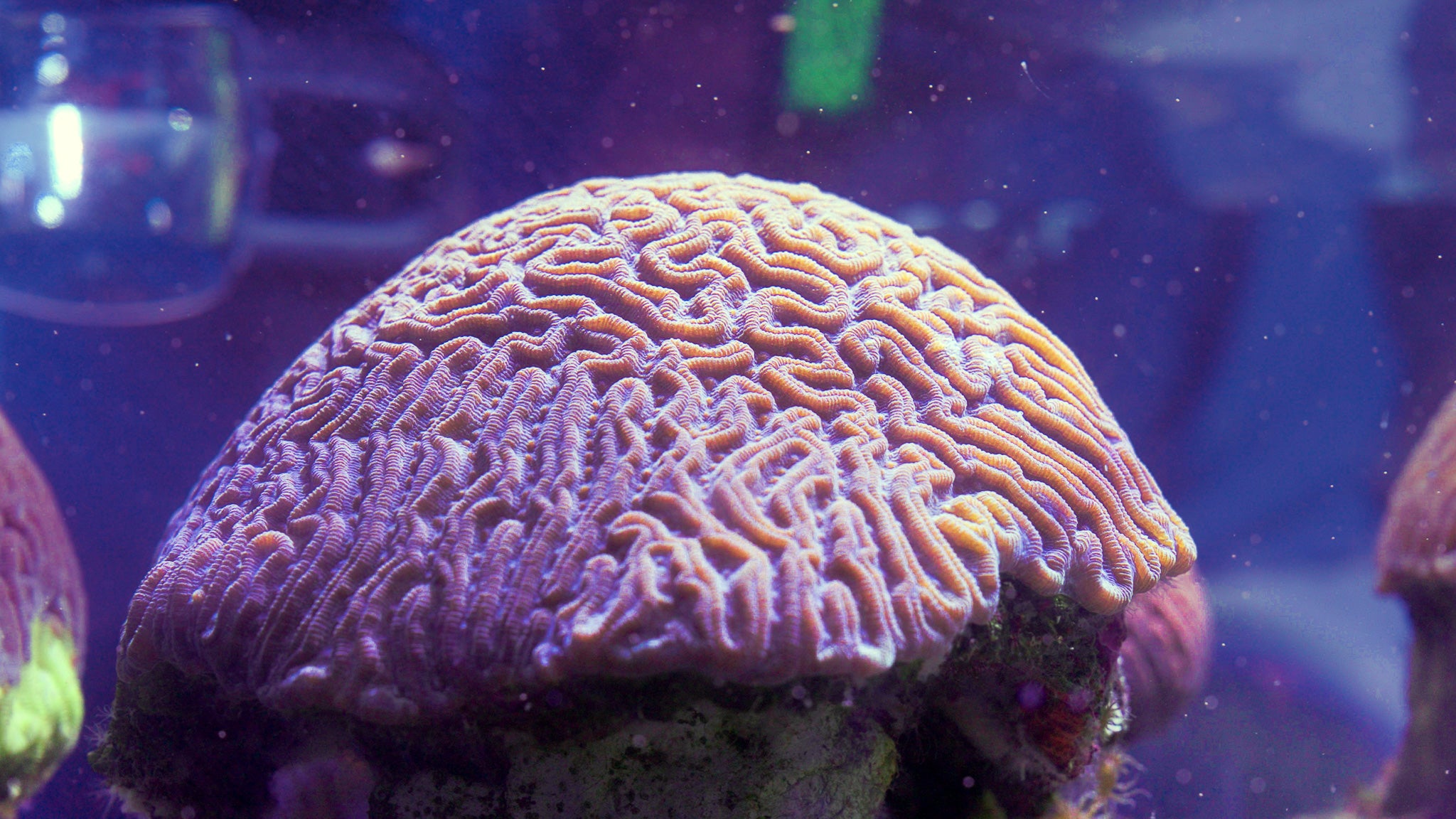 Tiny Corals, Big Hope: Georgia Aquarium Celebrates Coral Spawning Milestone 3
