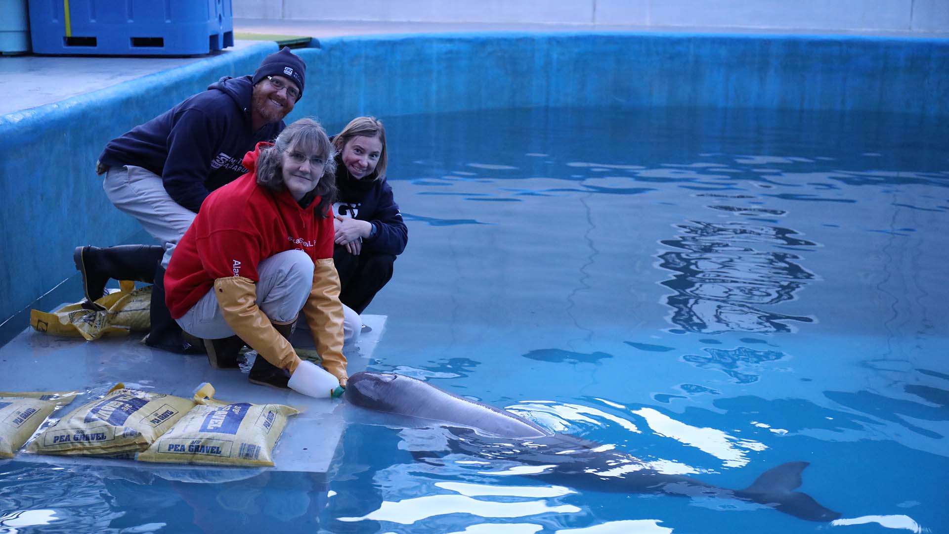 Mission Critical: Rescuing Beluga Whales 9