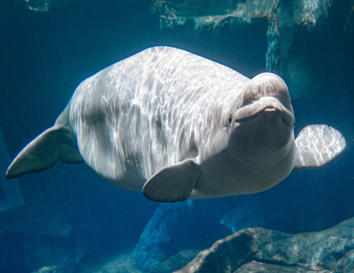 Beluga whale swimming underwater at Georgia Aquarium