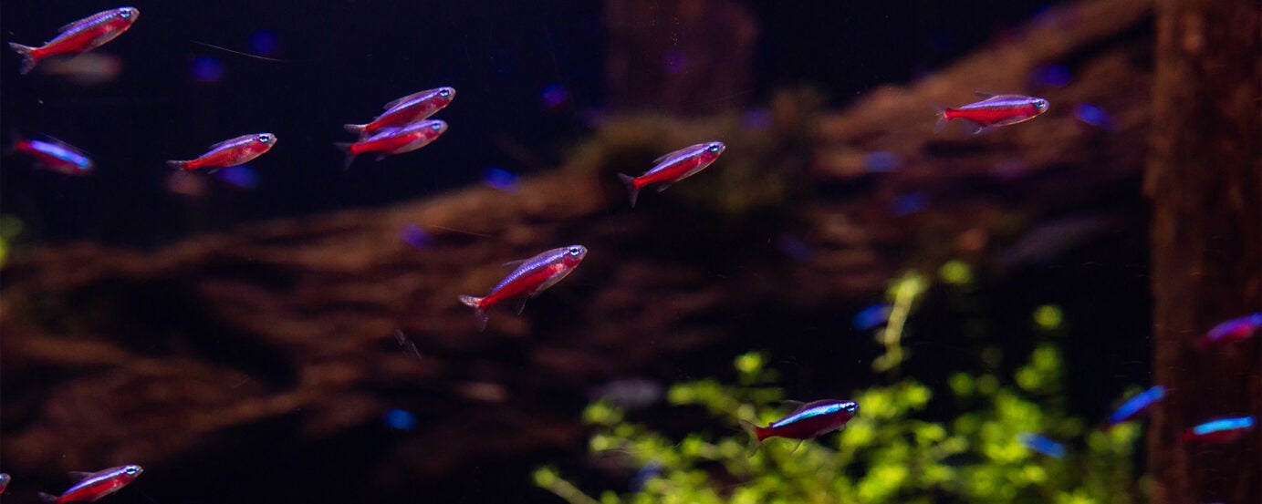 Cardinal Tetra 1