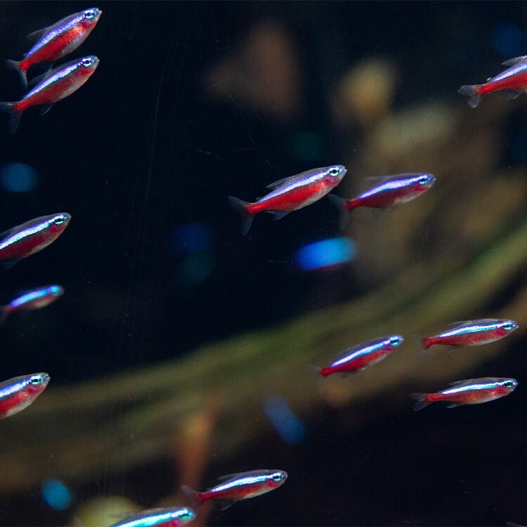 Cardinal Tetra 2