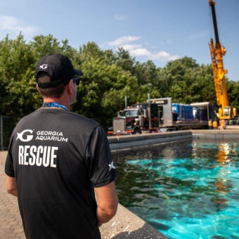First Rescued Belugas From Marineland of Canada Arrive Safely to New Homes in the United States