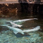 First Rescued Belugas From Marineland of Canada Arrive Safely to New Homes in the United States 2