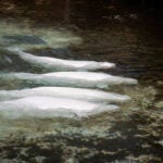 First Rescued Belugas From Marineland of Canada Arrive Safely to New Homes in the United States 4