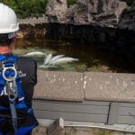 First Rescued Belugas From Marineland of Canada Arrive Safely to New Homes in the United States 5