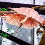 Meet Jekyll Island's Park Rangers at Georgia Aquarium 3