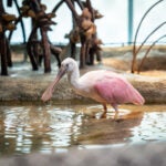 Meet Jekyll Island's Park Rangers at Georgia Aquarium 4