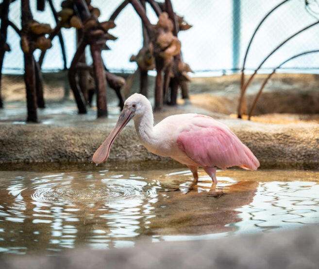 Meet Jekyll Island's Park Rangers at Georgia Aquarium 4