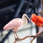 Meet Jekyll Island's Park Rangers at Georgia Aquarium 5