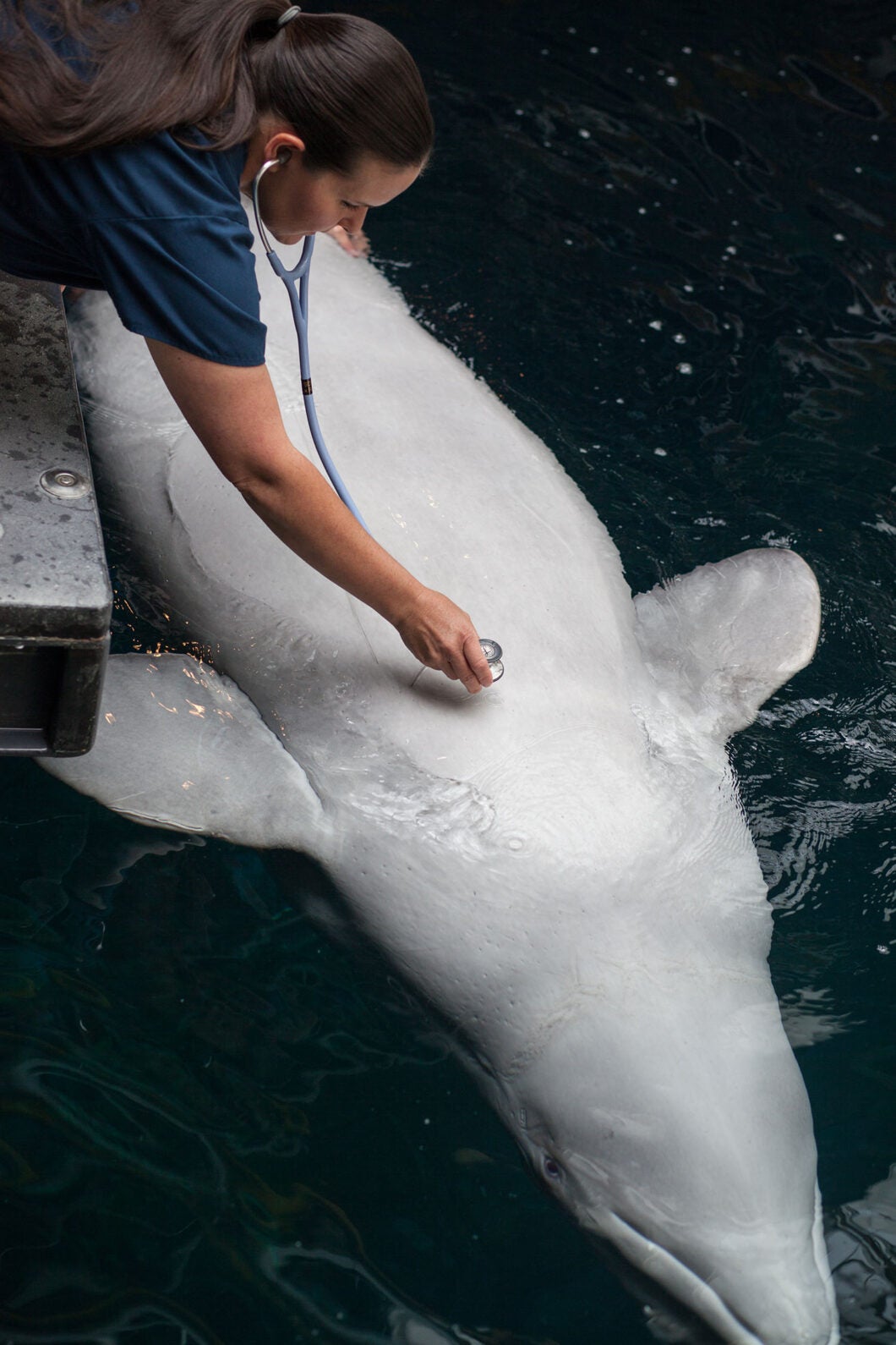 Beluga whale receiving care from the animal health team