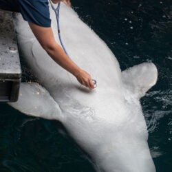 Beluga whale receiving care from the animal health team