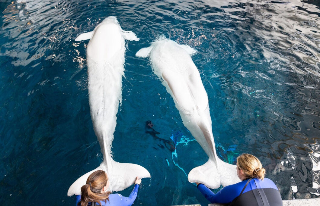 Veterinary team examining a beluga whale at Georgia Aquarium