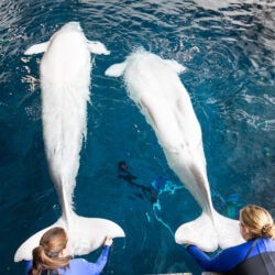 Veterinary team examining a beluga whale at Georgia Aquarium