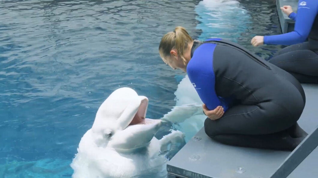 Animal care specialist working with a beluga whale at Georgia Aquarium
