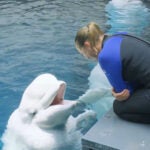 Animal care specialist working with a beluga whale at Georgia Aquarium