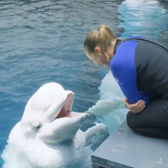 Mission Critical: Rescuing Beluga Whales