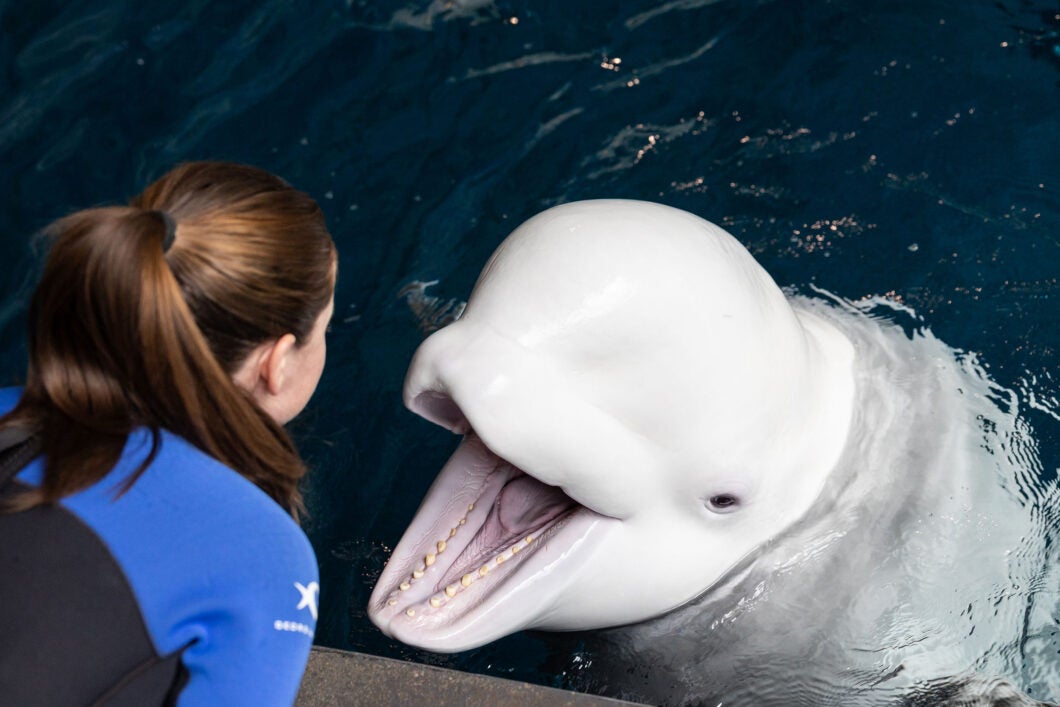 Animal care specialist working with a beluga whale at Georgia Aquarium