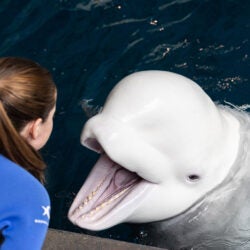 Animal care specialist working with a beluga whale at Georgia Aquarium