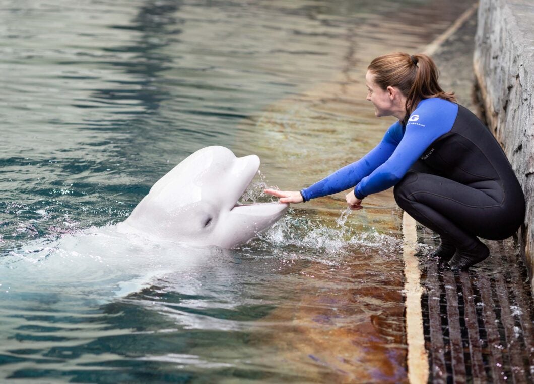 Beluga whale pod in their habitat at Georgia Aquarium