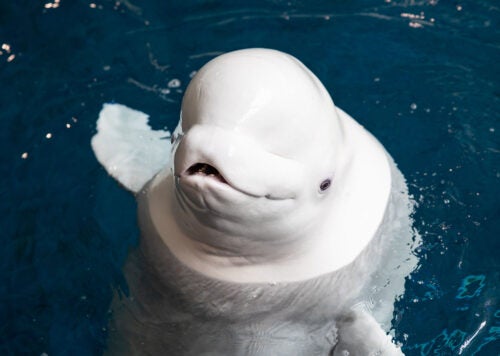 Beluga whale in its habitat at Georgia Aquarium
