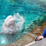 Mission Critical: Rescuing Beluga Whales 12