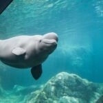 Beluga whale swimming in its habitat at Georgia Aquarium